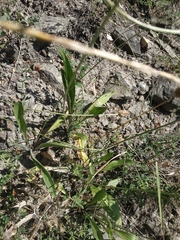 Cephalaria coriacea
