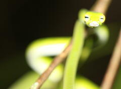 Ahaetulla mycterizans