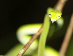 Ahaetulla mycterizans