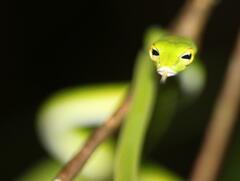 Ahaetulla mycterizans