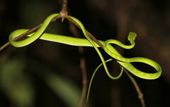 Ahaetulla mycterizans