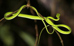 Ahaetulla mycterizans