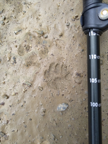Mačka divá (Felis silvestris)