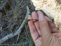Carex flacca serrulata