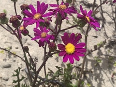 Senecio elegans