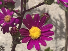 Senecio elegans