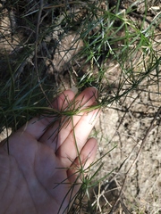 Asparagus verticillatus