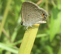 Euchrysops cnejus cnejus