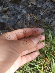 Galium tenuissimum