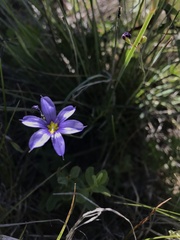 Sisyrinchium
