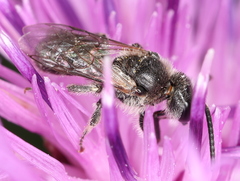 Lasioglossum