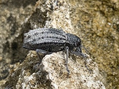Leptopius duponti