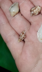 Cerithium litteratum