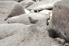 Geospiza conirostris