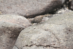 Geospiza conirostris