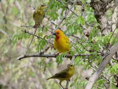 Ploceus bojeri