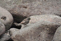 Geospiza conirostris