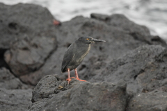 Butorides striata sundevalli