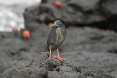 Butorides striata sundevalli