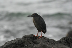 Butorides striata sundevalli