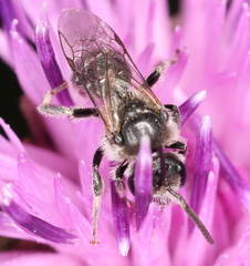 Lasioglossum