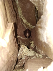 Rhinolophus hipposideros