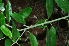 Capparis formosana