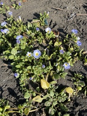 Nolana paradoxa
