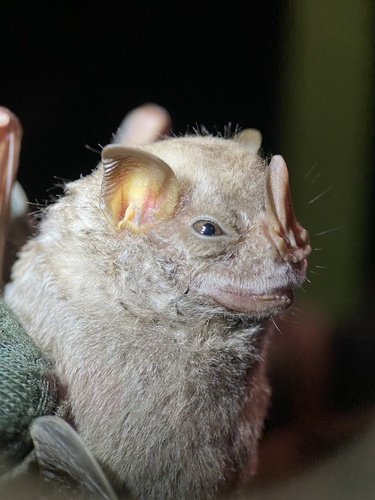 Hairy Big-eyed Bat (Chiroderma villosum)