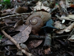 Macrocyclis peruvianus