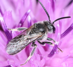 Lasioglossum
