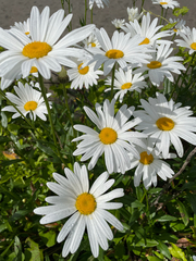 Leucanthemum maximum