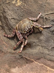 Grapsus