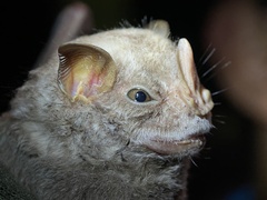 Chiroderma villosum