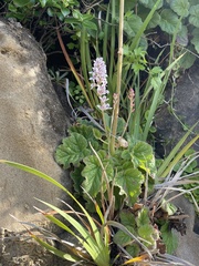Francoa appendiculata