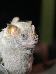 Chiroderma villosum