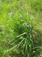 Iris setosa