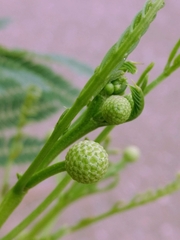 Leucaena leucocephala