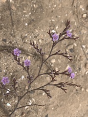 Limonium duriusculum