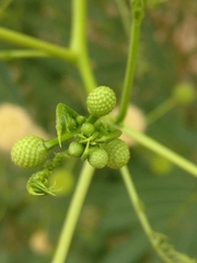 Leucaena leucocephala