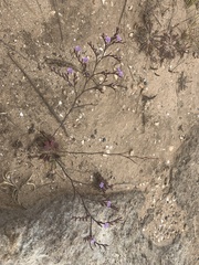 Limonium duriusculum