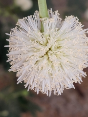 Leucaena leucocephala