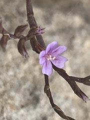 Limonium duriusculum