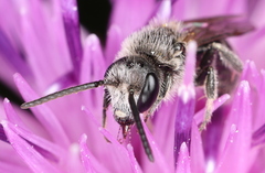 Lasioglossum