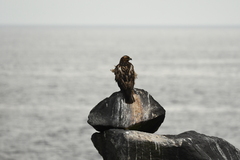 Buteo galapagoensis
