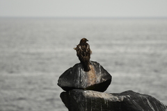 Buteo galapagoensis