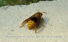 Vespula koreensis