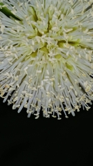 Leucaena leucocephala