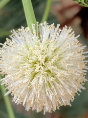 Leucaena leucocephala