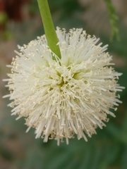 Leucaena leucocephala